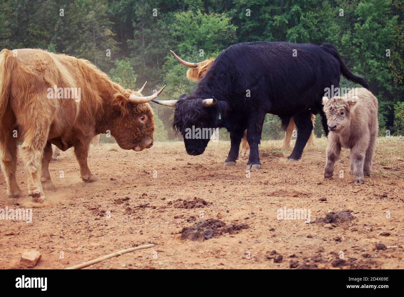 Herde von Hochlandkühen hinter Zaun im Feld. Stockfoto