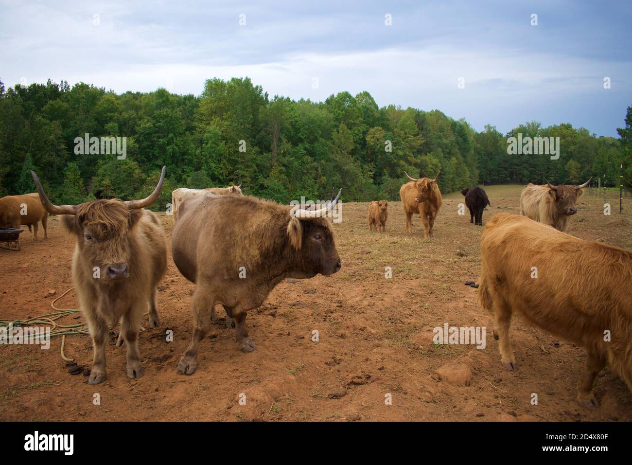 Herde von Hochlandkühen hinter Zaun im Feld. Stockfoto