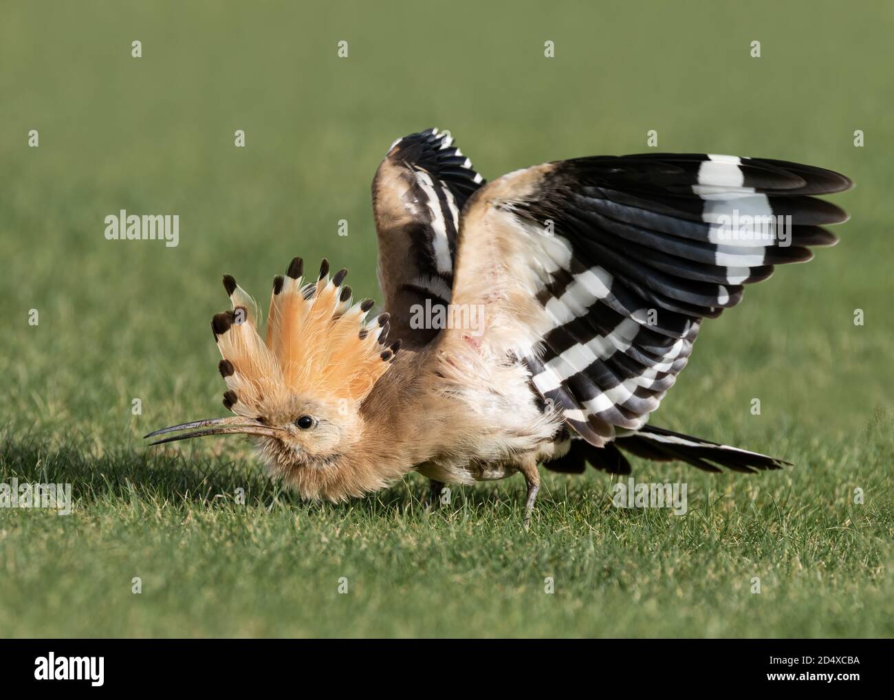 Eurasischer Wiedehopf Wird Angezeigt Stockfoto