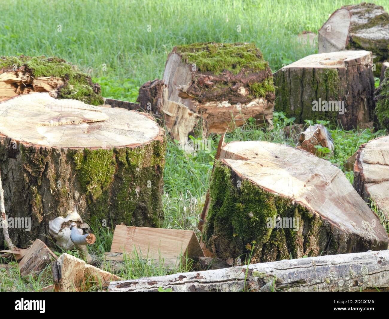 Tronchi di legno, alberi abbattuti, boscaioli con spazio per testo Stockfoto