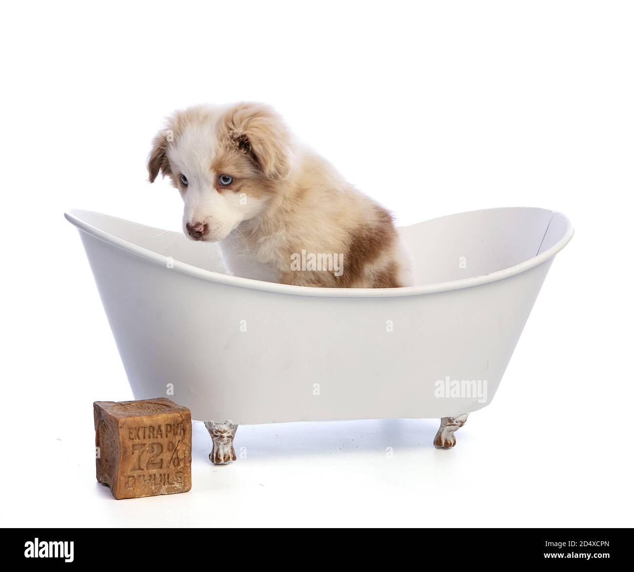 Australian Shepherd Puppy in einer Badewanne mit Marseille Seife mit Schreiben auf sie in Französisch "Extra reines 72% Öl » auf weiß Hintergrund Stockfoto
