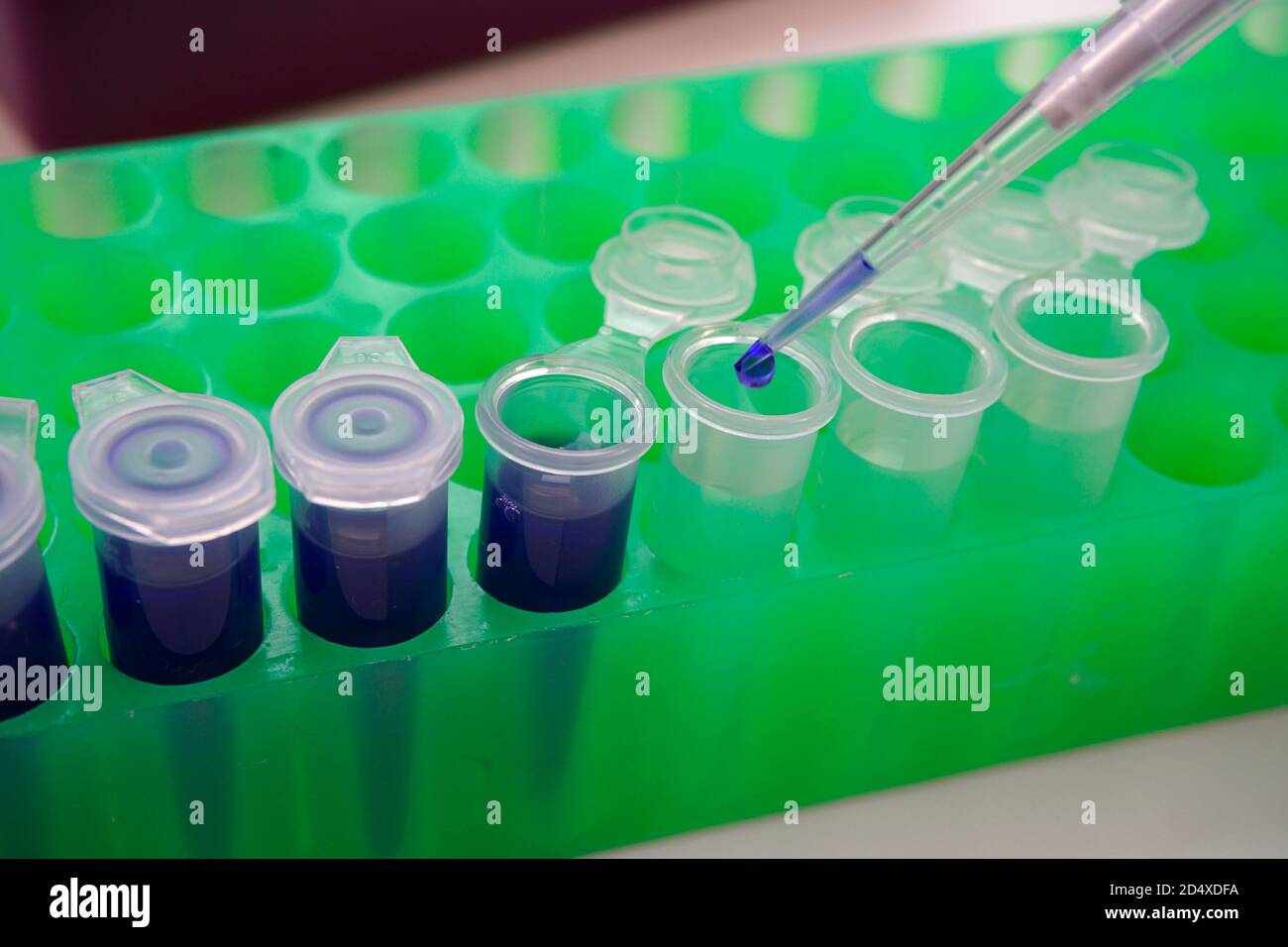 Nahaufnahme des Reagenzientransfers mit einer Pipette Stockfoto
