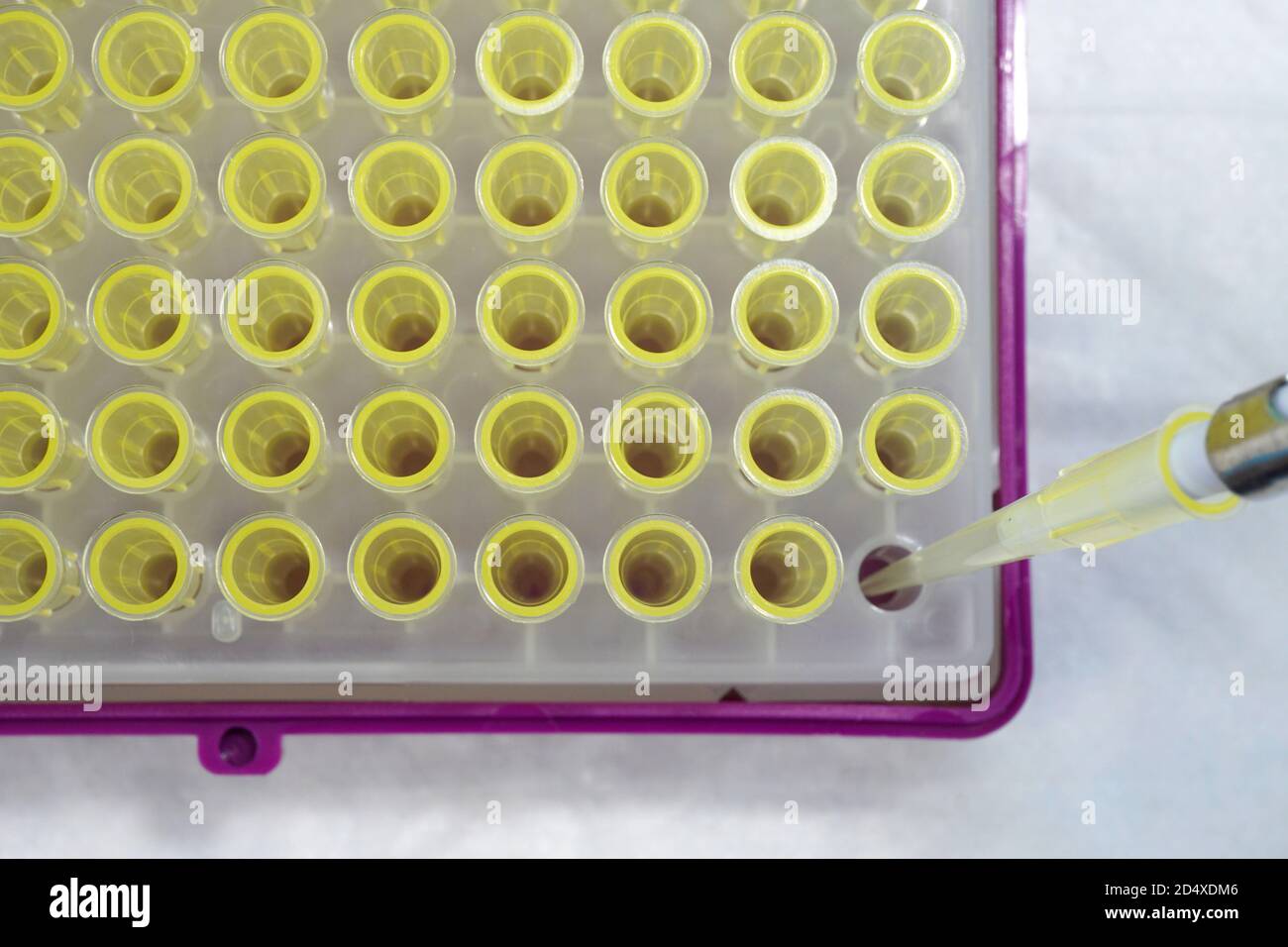 Rack mit Pipettenspitzen mit einer Spitze, die auf einem geladen ist Pipette Stockfoto