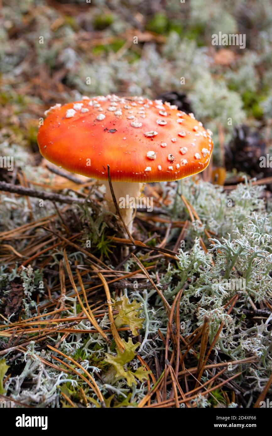 Leuchtend orange oder rot wild giftig, psychoaktiv und medizinisch Fliege Agaric Pilz auf blauem Moos, Amanita muscaria, wächst unter Moosen. Vertikale ima Stockfoto