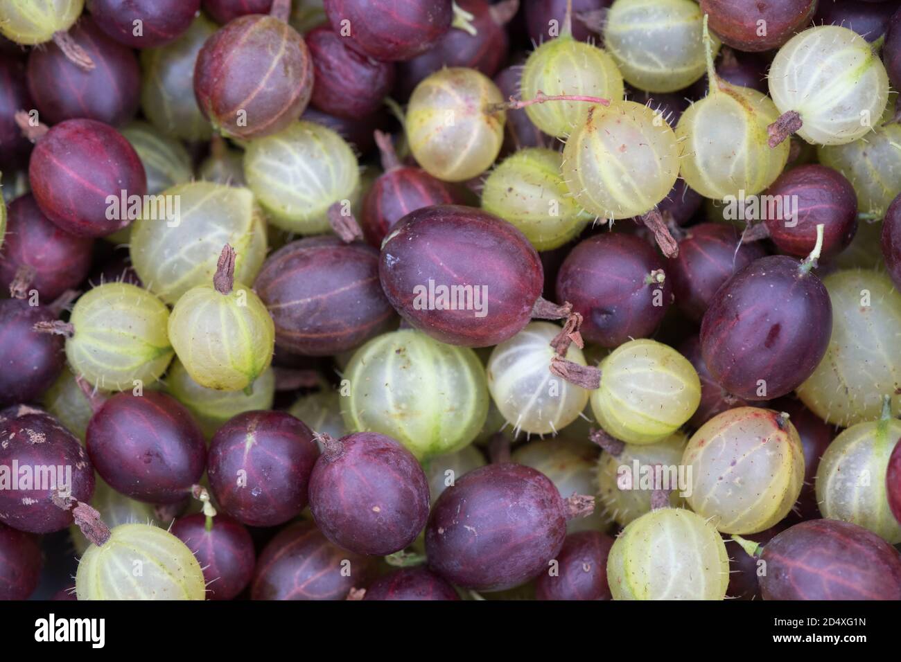 Eine Auswahl an frisch gepflückten Hinnonmaki Red und Green Invicta Stachelbeeren Stockfoto