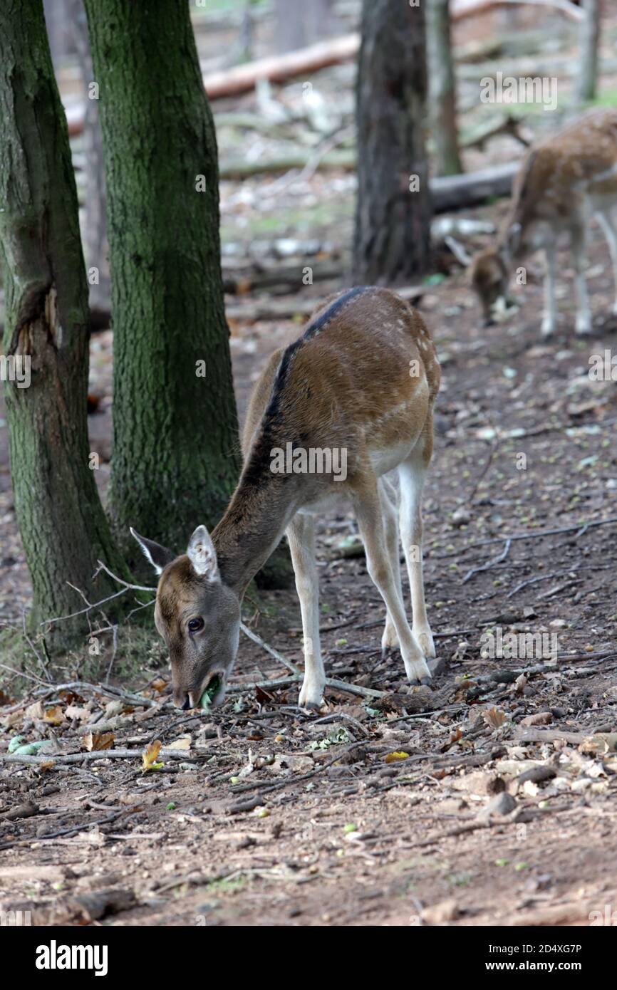 Damhirsch (Dama dama) im Wildgehege, Mechernich, Nordrhein-Westfalen, Deutschland Stockfoto