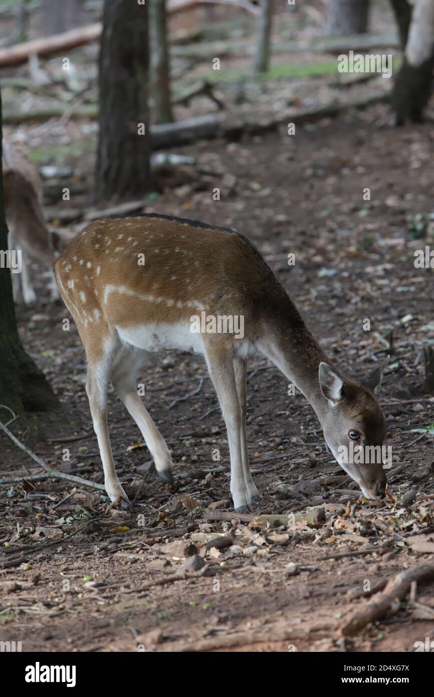 Damhirsch (Dama dama) im Wildgehege, Mechernich, Nordrhein-Westfalen, Deutschland Stockfoto