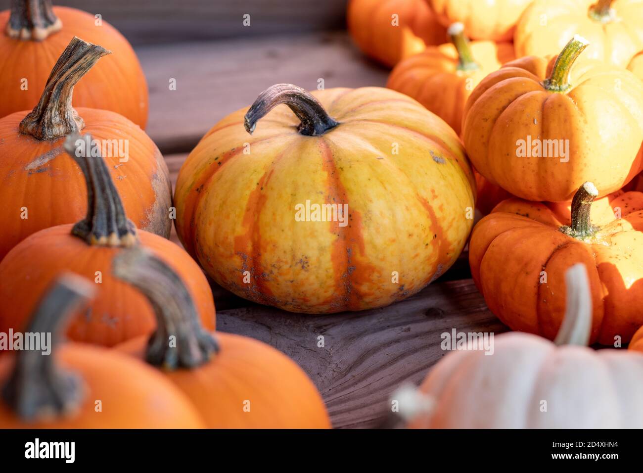 Bunte gelblich orange Kürbisse auf Holztisch. Hochwertige Fotos Stockfoto