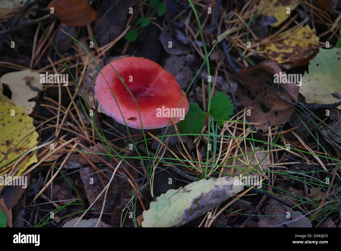 Ubling Emetica, allgemein bekannt als die Sickener, Brechmittel ubling oder Erbrechen ubling Pilz Stockfoto