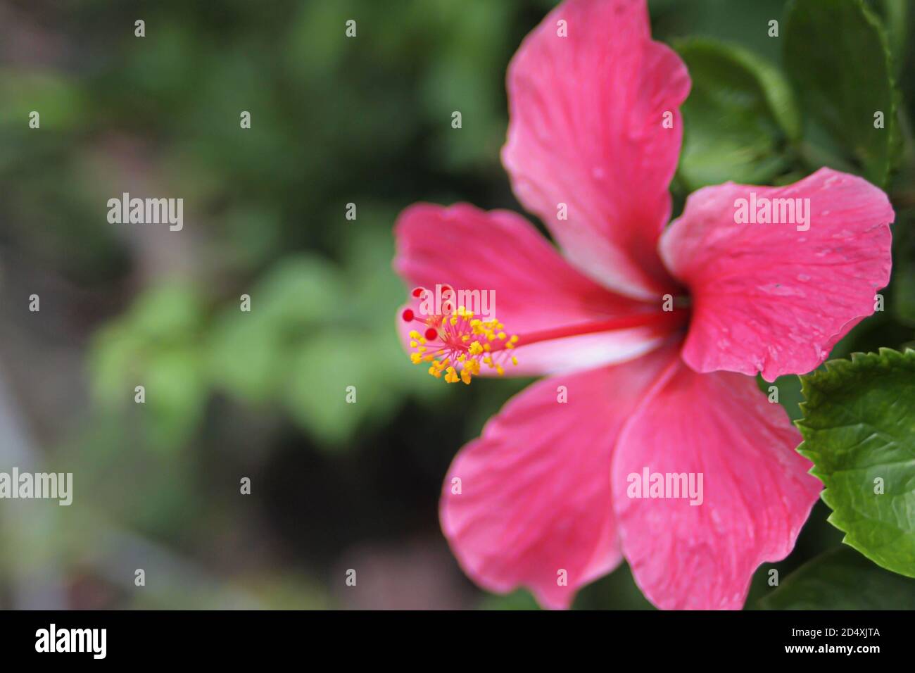 Selektive Nahaufnahme der roten Hibiskusblüte über unscharfen Hintergrund Stockfoto