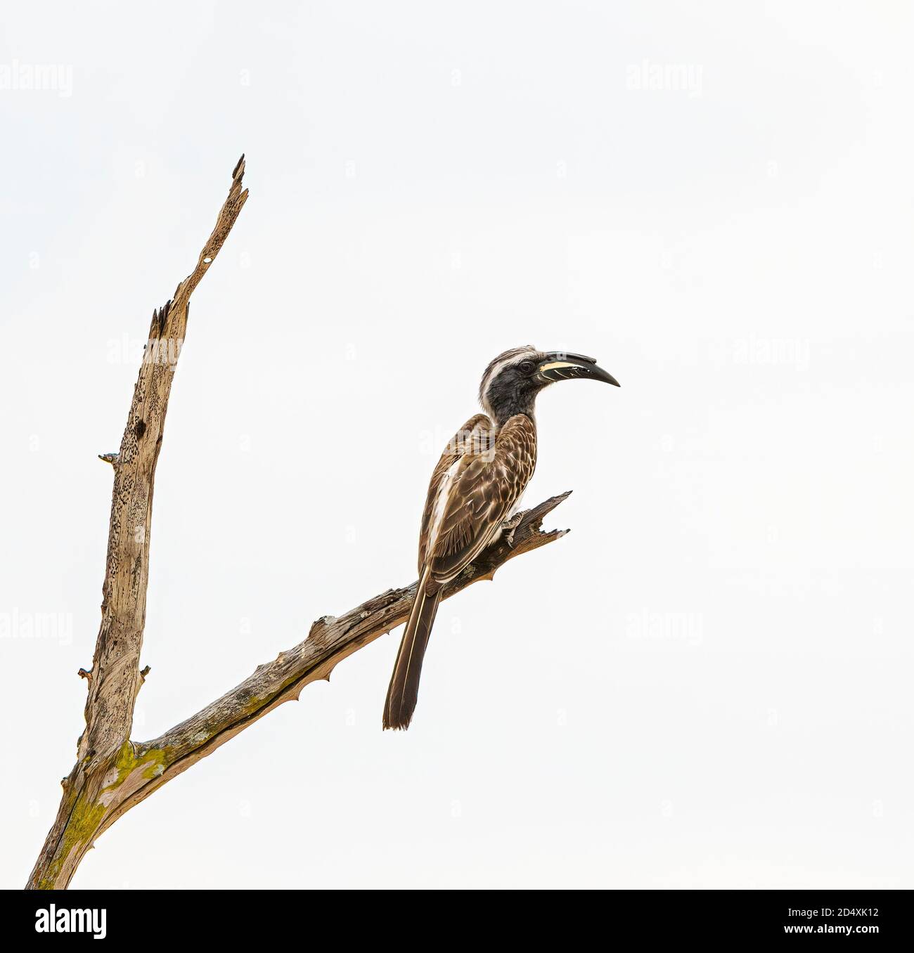 African Grey Hornbill, männlich, in einem Baum mit weißem Hintergrund Stockfoto