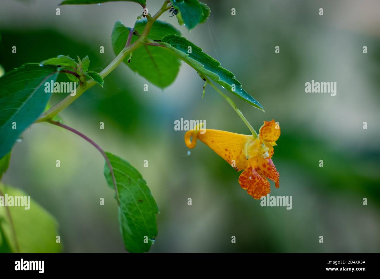 Nahaufnahme einer feurigen Orangenblüte eines Gemeinen Edelkrauts (Impatiens capensis). Herbst in Raleigh, North Carolina. Stockfoto