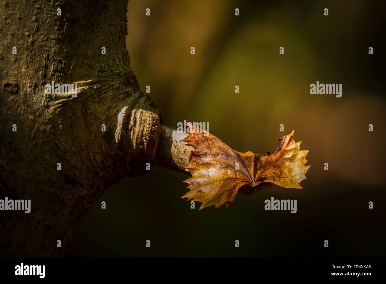 Ein eleganter Herbsthintergrund mit saisonalen Farbtönen. Kopierbereich enthalten. Stockfoto