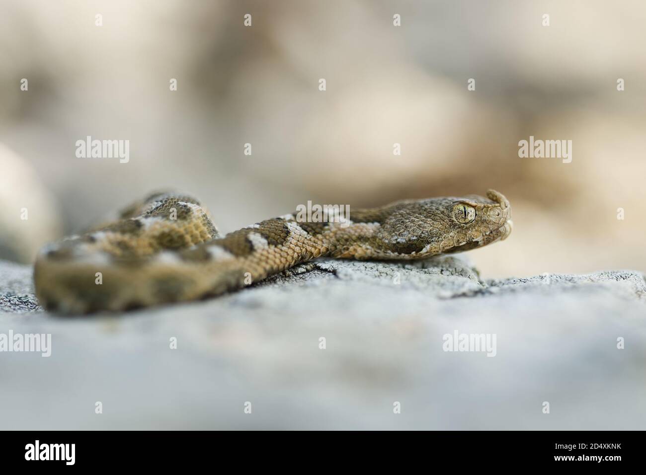 Nasenhörner Viper - Vipera ammodytes auch gehörnte oder langnasige Viper, Nasenhörner oder Sandviper, Arten in Südeuropa, Balkan und M gefunden Stockfoto