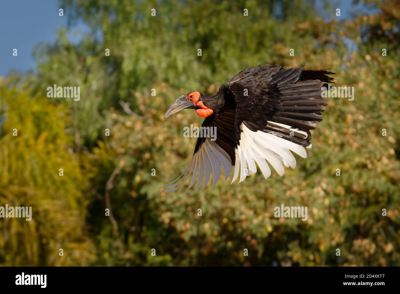 Flying Southern Ground-Hornbill - Bucorvus leadbeateri neben dem Elefantenaas, ehemals Bucorvus cafer, größter Hornbill weltweit, in der gefunden Stockfoto