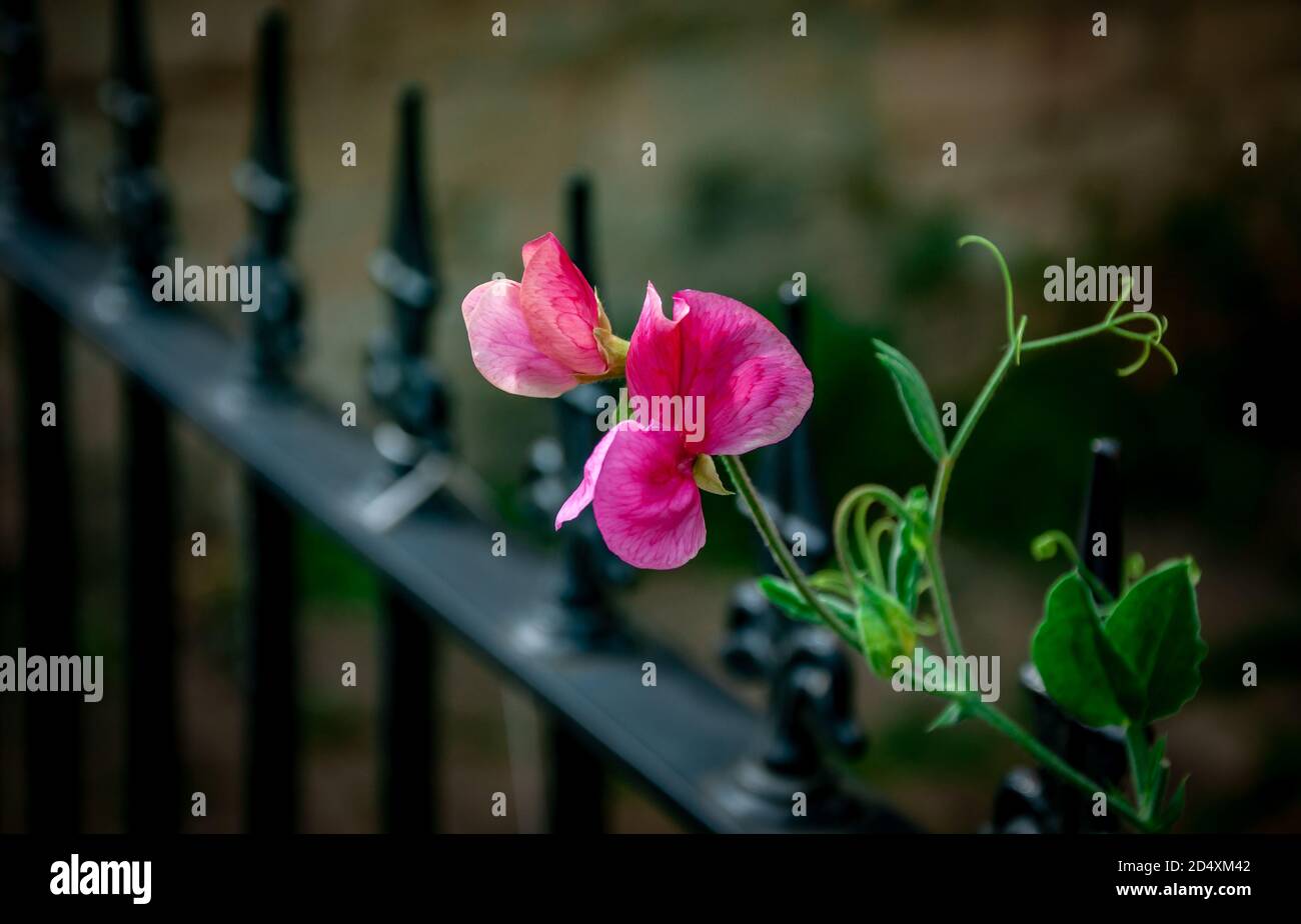 Rosa Schweißerbse, Lathyrus odoratus, zeigt Blume, Blätter und Ranken, wächst auf der Seite von schwarzen Eisengeländer, im Hintergrund verschwommen. Stockfoto