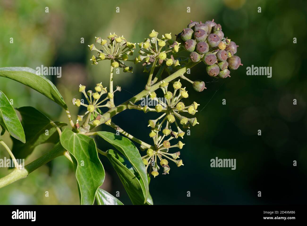 Efeufrucht - Hedera Helix, Traube der Beeren, mit Blättern Stockfoto