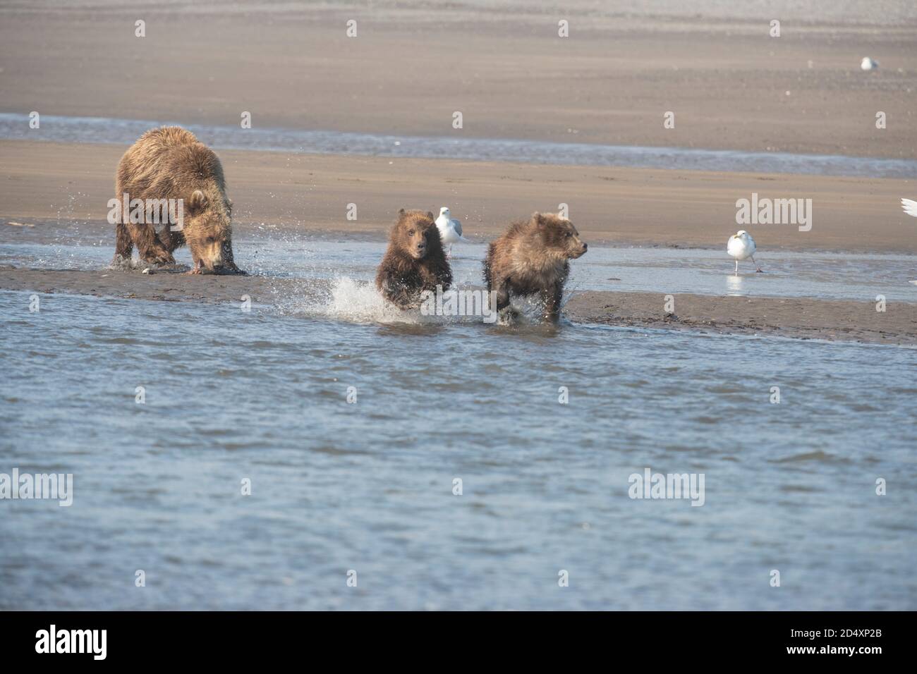 Alaska Braunbär, Lake Clark National Park Stockfoto