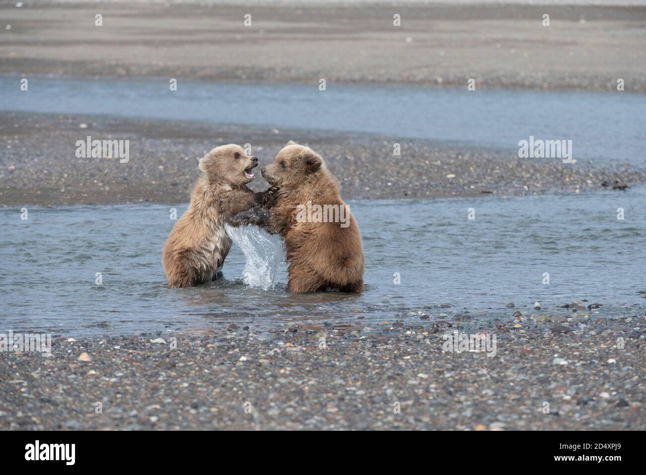 Alaska Braunbär, Lake Clark National Park Stockfoto