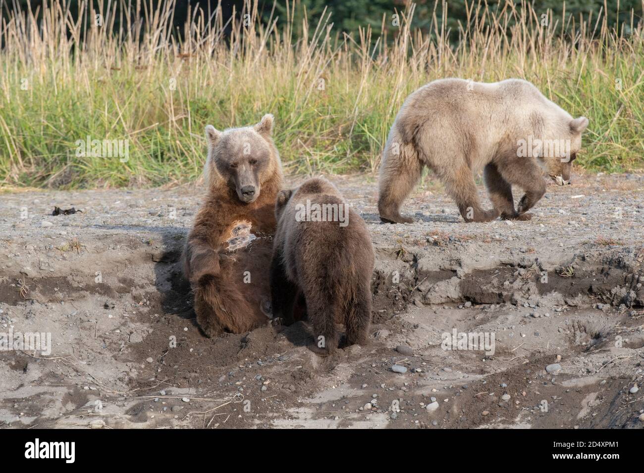 Alaska Braunbär, Lake Clark National Park Stockfoto