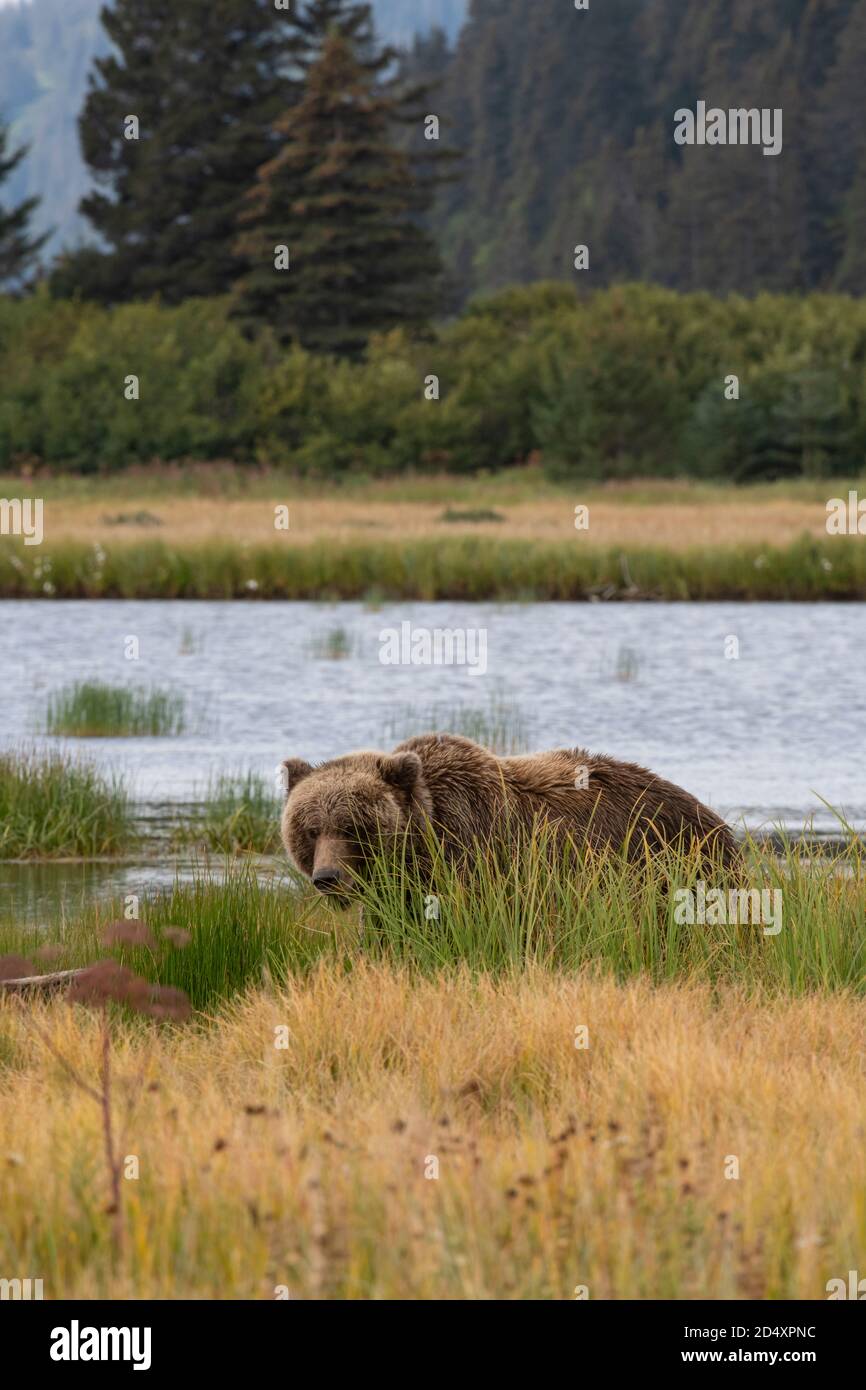 Alaska Braunbär, Lake Clark National Park Stockfoto