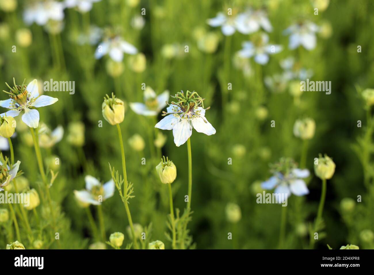 Grüne Schwarzkümmelpflanze, die auf dem Feld mit Blumen wächst Stockfoto