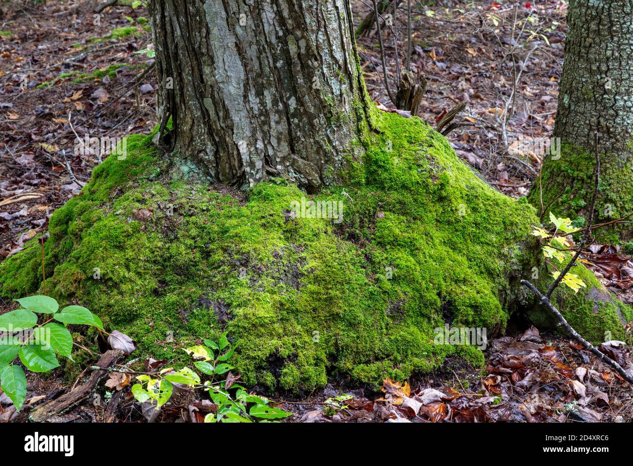 Moos wächst um die Basis der Northern White Cedar Tree (Thuja occidentalis), MI, USA, von James D. Coppinger/Dembinsky Photo Assoc Stockfoto