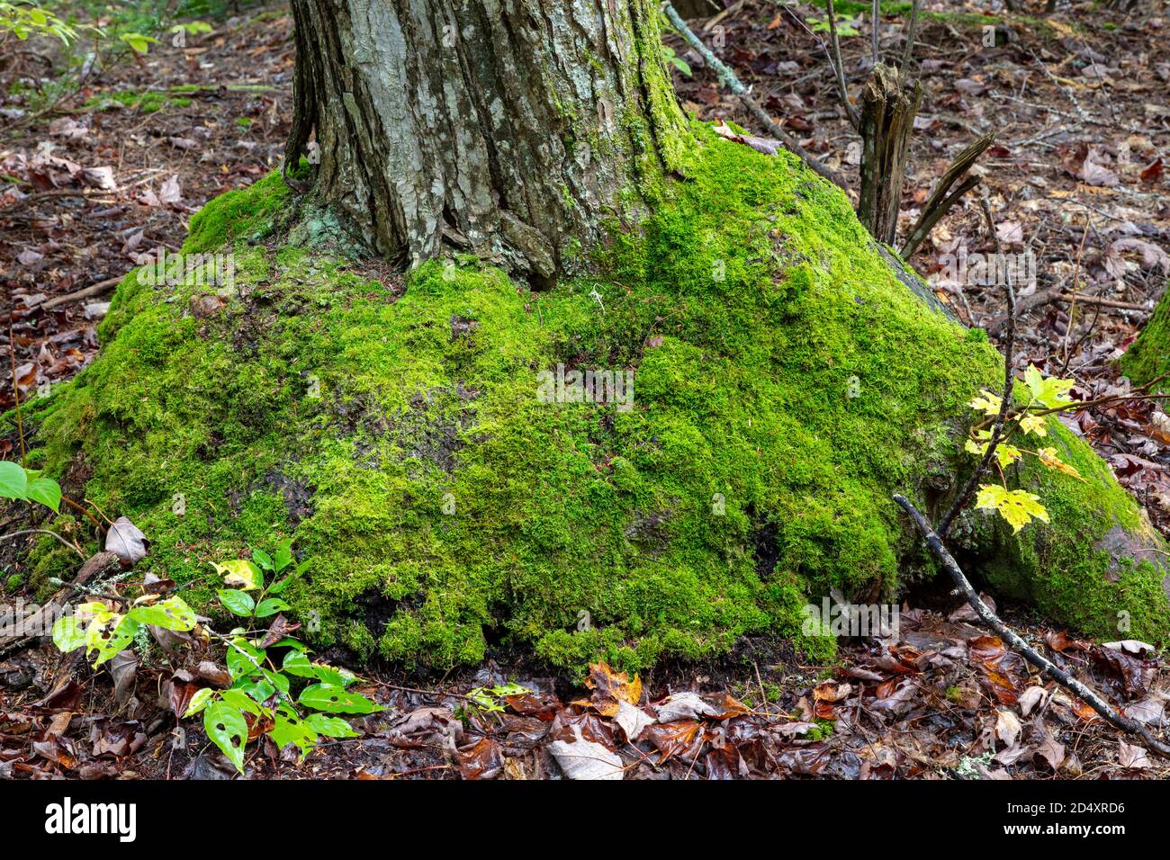 Moos wächst um die Basis der Northern White Cedar Tree (Thuja occidentalis), MI, USA, von James D. Coppinger/Dembinsky Photo Assoc Stockfoto