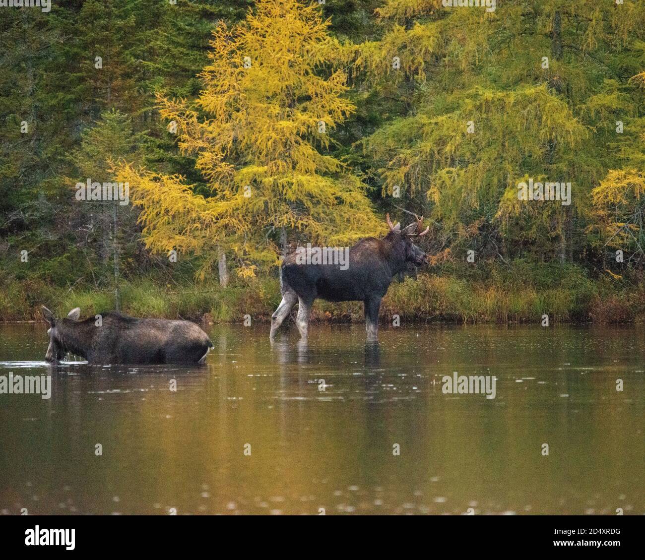 Elchwaten in Sandy Pond, Baxter State Park Maine während des nebligen Herbsttages. Stockfoto