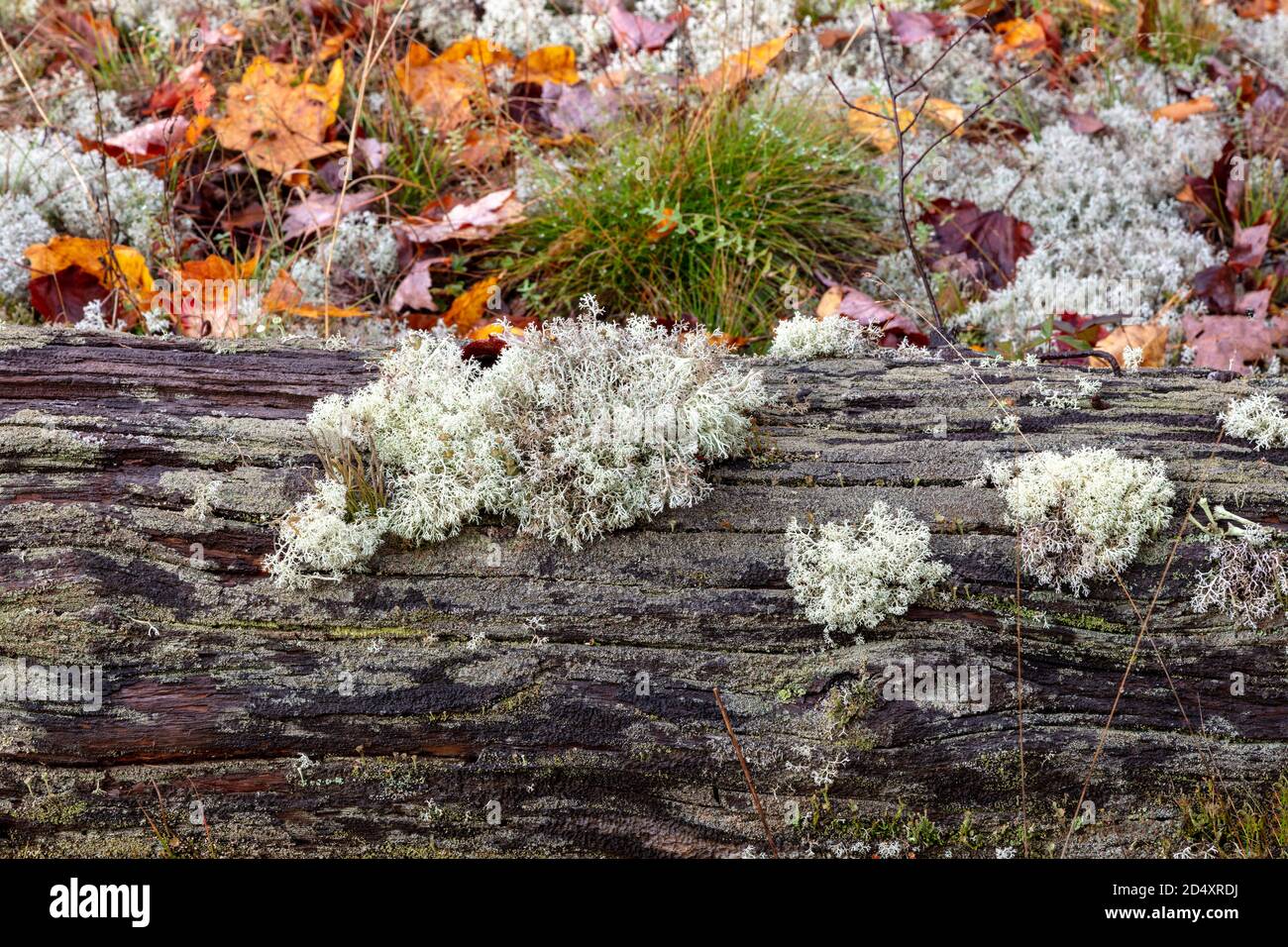 Rentier Lichen (Cladonia rangiferina), N. Michigan, USA, von James D. Coppinger/Dembinsky Photo Assoc Stockfoto