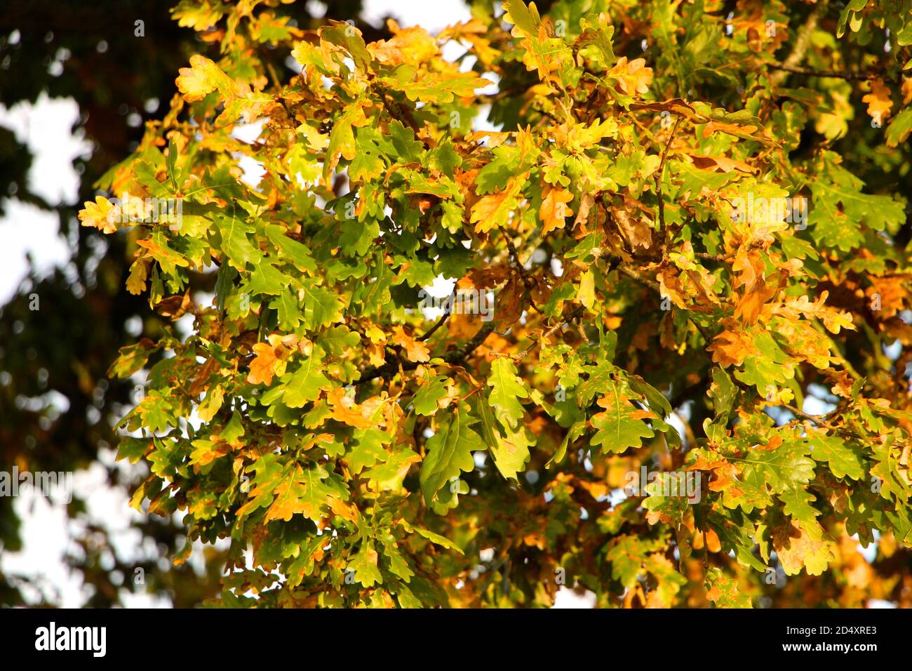 Die Baumspitze verfärbt sich im frühen Herbst Riddlesdown Surrey England Großbritannien bei Sonnenlicht am frühen Morgen Stockfoto