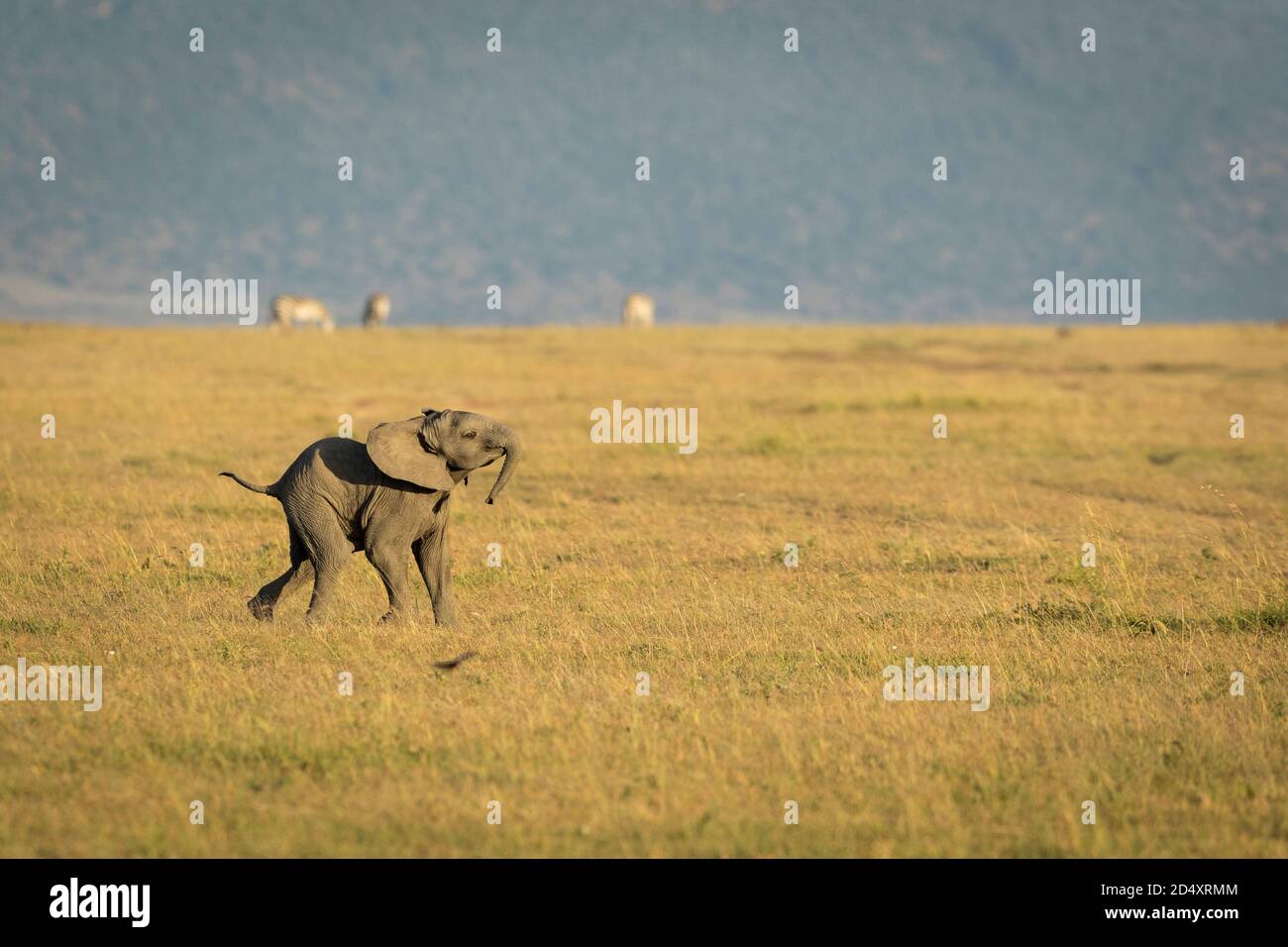 Kleiner Elefant, der im trockenen Gras in der Morgensonne läuft Masai Mara in Kenia Stockfoto