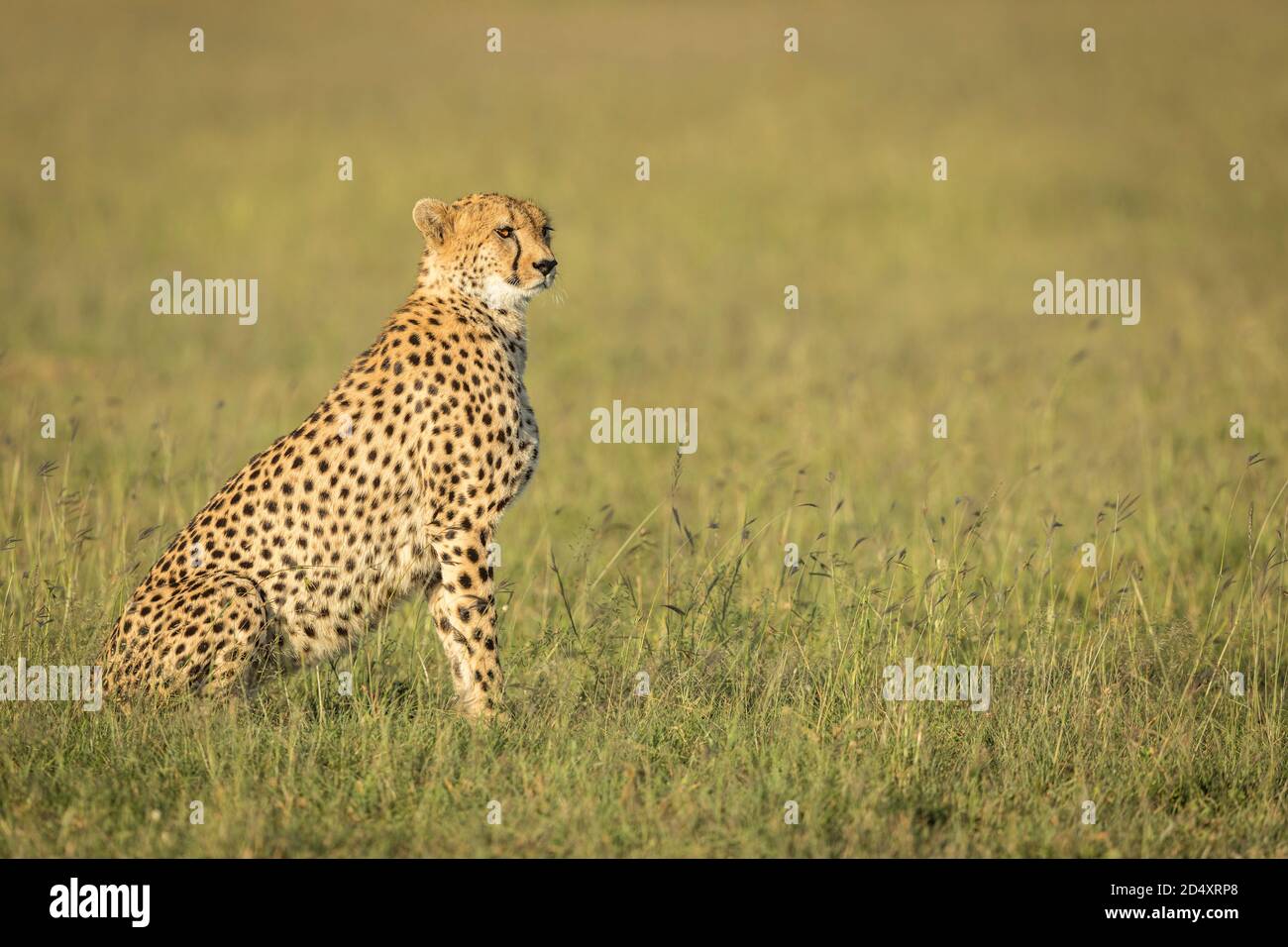 Gepard sitzt in der Masai Mara Ebene in Kenia Stockfoto