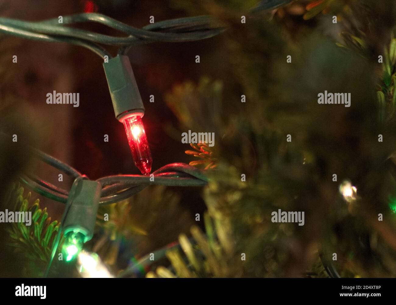 Nahaufnahme, Makrofotografie einer roten Weihnachtsschnur-Glühbirne auf dem Weihnachtsbaum Stockfoto