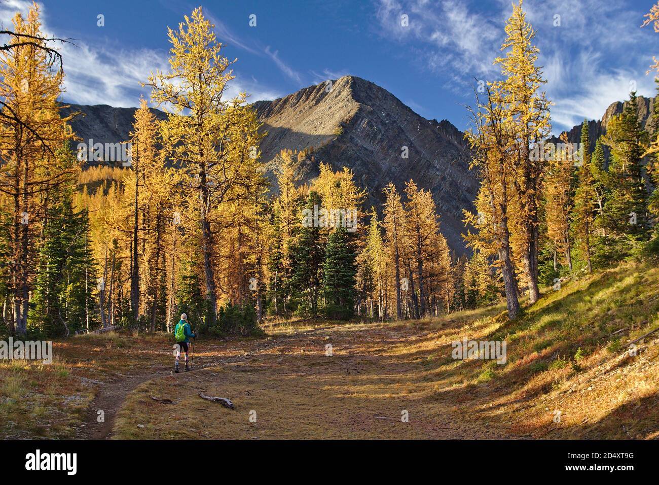 Junge Frau beim Wandern unter goldenen Lärchen mit Mount Frosty im Hintergrund, Manning Provincial Park, British Columbia, Kanada Stockfoto