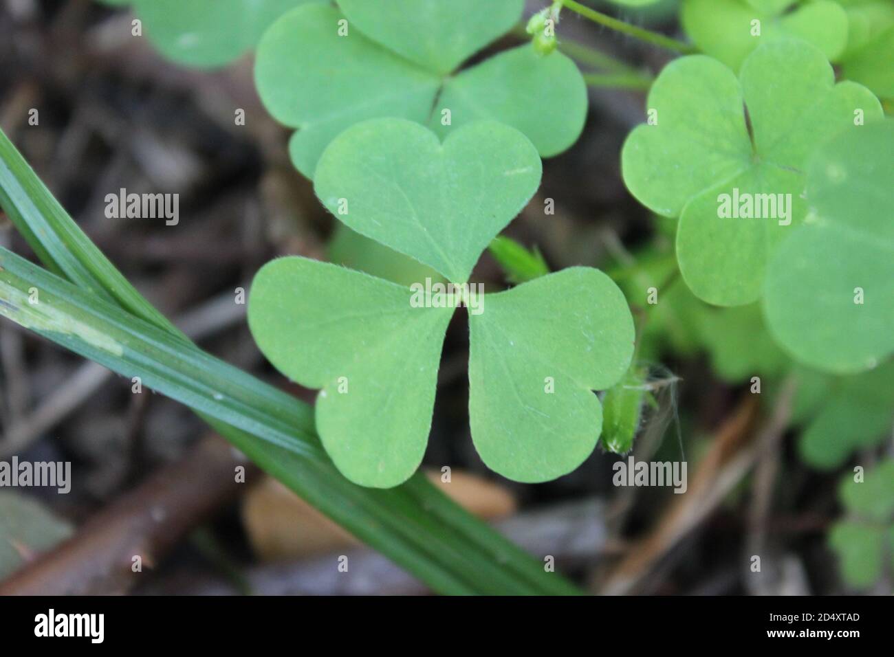 Grüner Kleeblatt wächst an einem schönen Herbsttag im Busse Lake Waldschutzgebiet in Elk Grove Village, Illinois, USA. Stockfoto