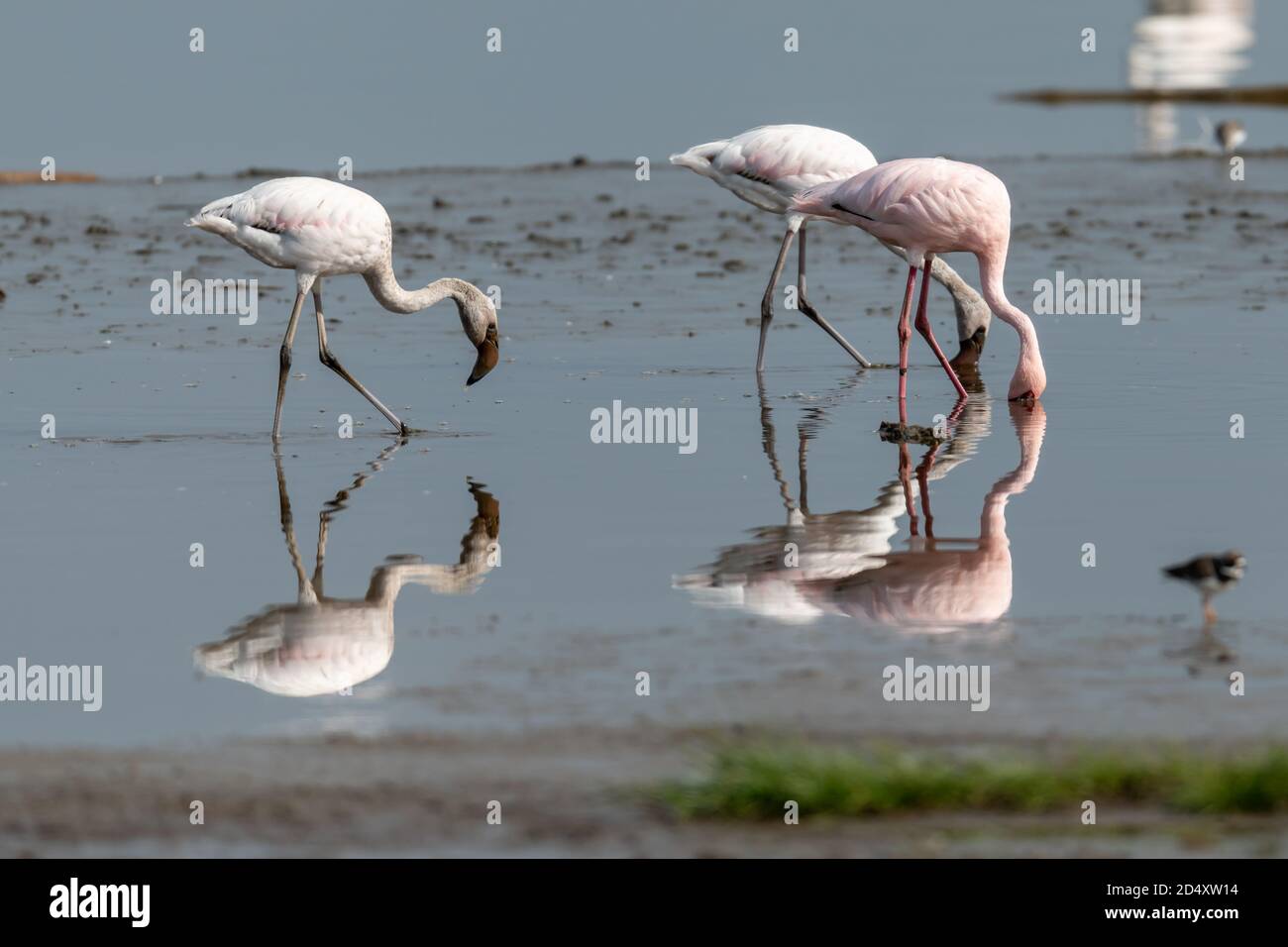 Flamingos und Reflexionen in Kenia, Afrika Stockfoto