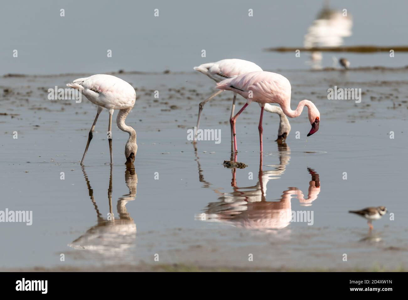 Flamingos und Reflexionen in Kenia, Afrika Stockfoto