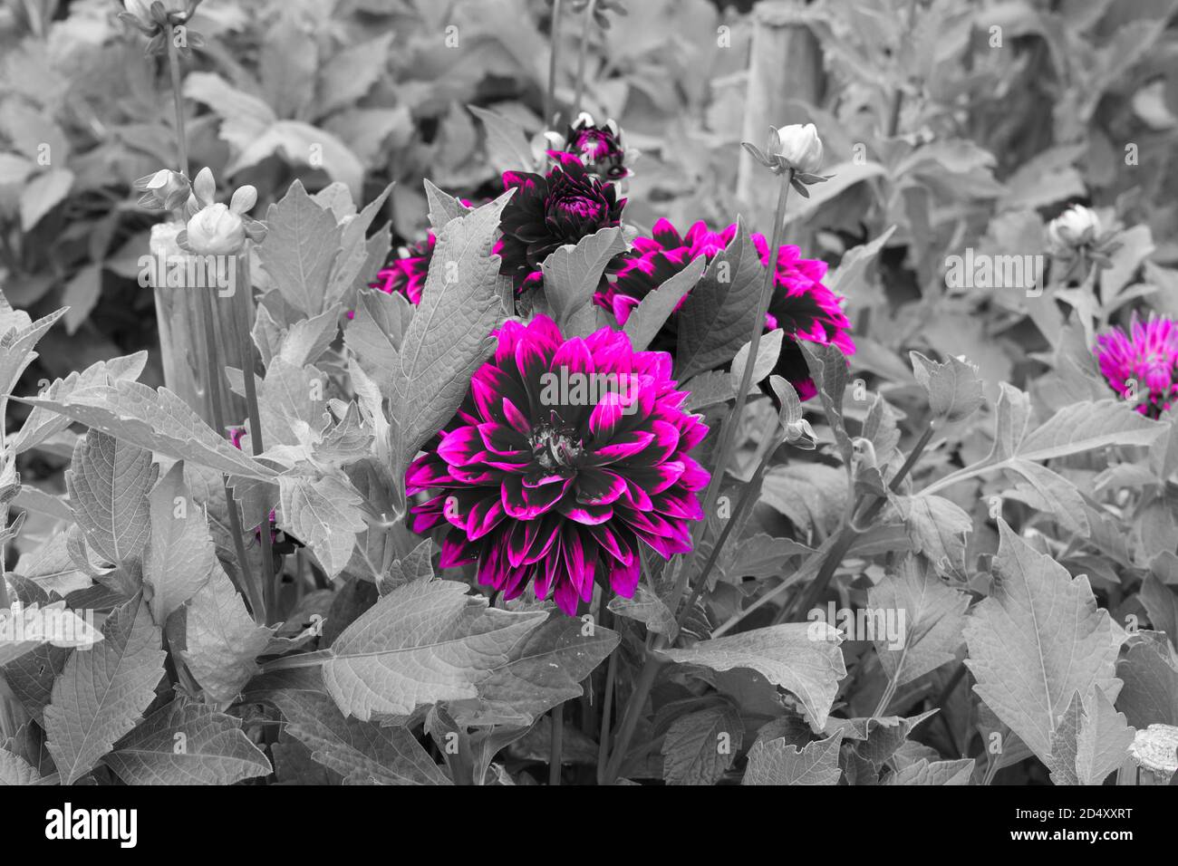 Nahaufnahme von „Flowers in Gardens“; nur die violette Farbe ist hervorgehoben. Stockfoto