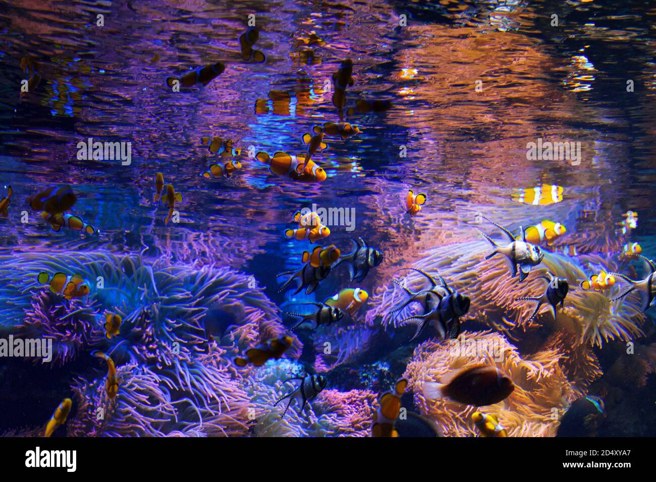 Großes Aquarium Salzwasserbecken mit hellen lebendigen Farben, Clown Fish, und andere Korralfische. Stockfoto