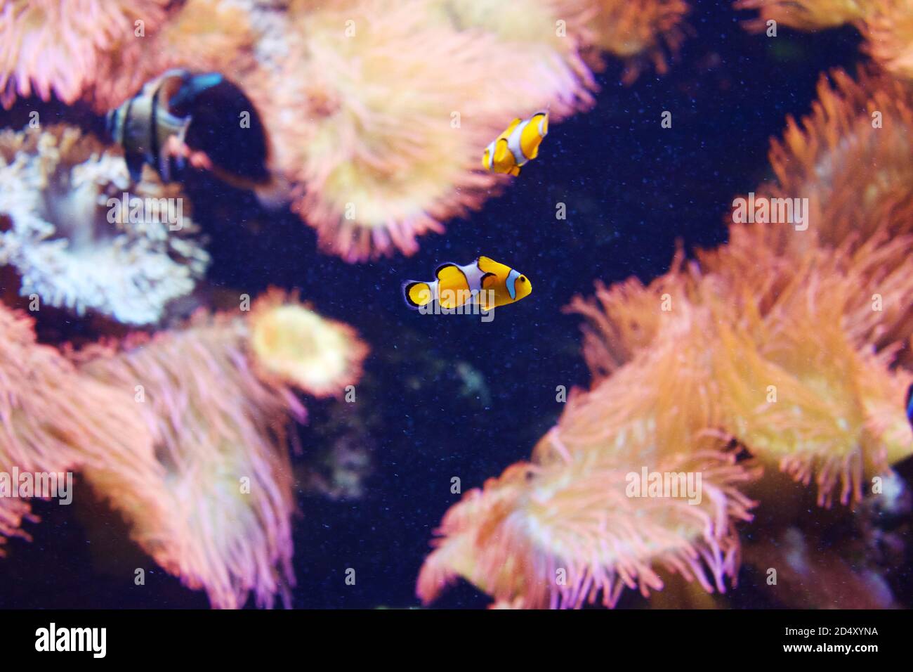 Großes Aquarium Salzwasserbecken mit hellen lebendigen Farben, Clown Fish, und andere Korralfische. Stockfoto