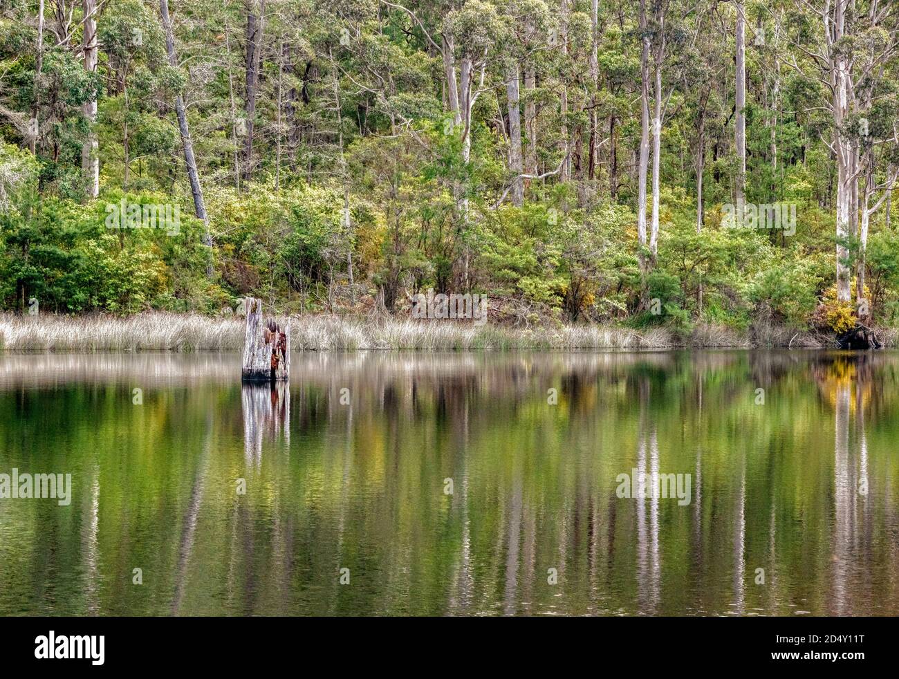 Reflexionen im Staudamm am Donnelly River in Westaustralien, mit Wald im Hintergrund. Stockfoto