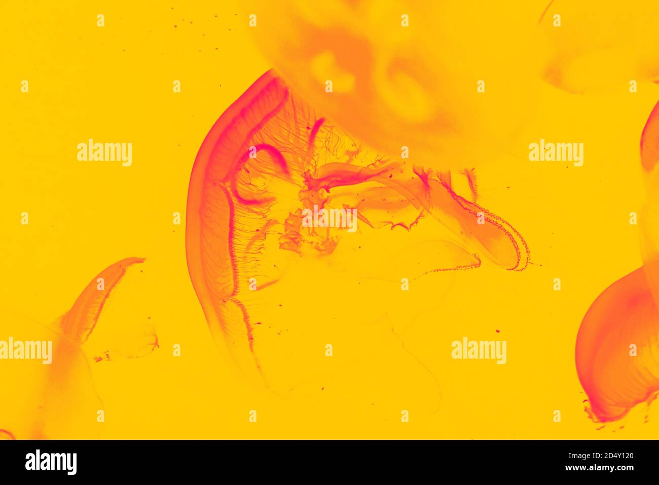 Gradient Map Filter auf Gelee Fisch schwimmend im Tank. Stockfoto