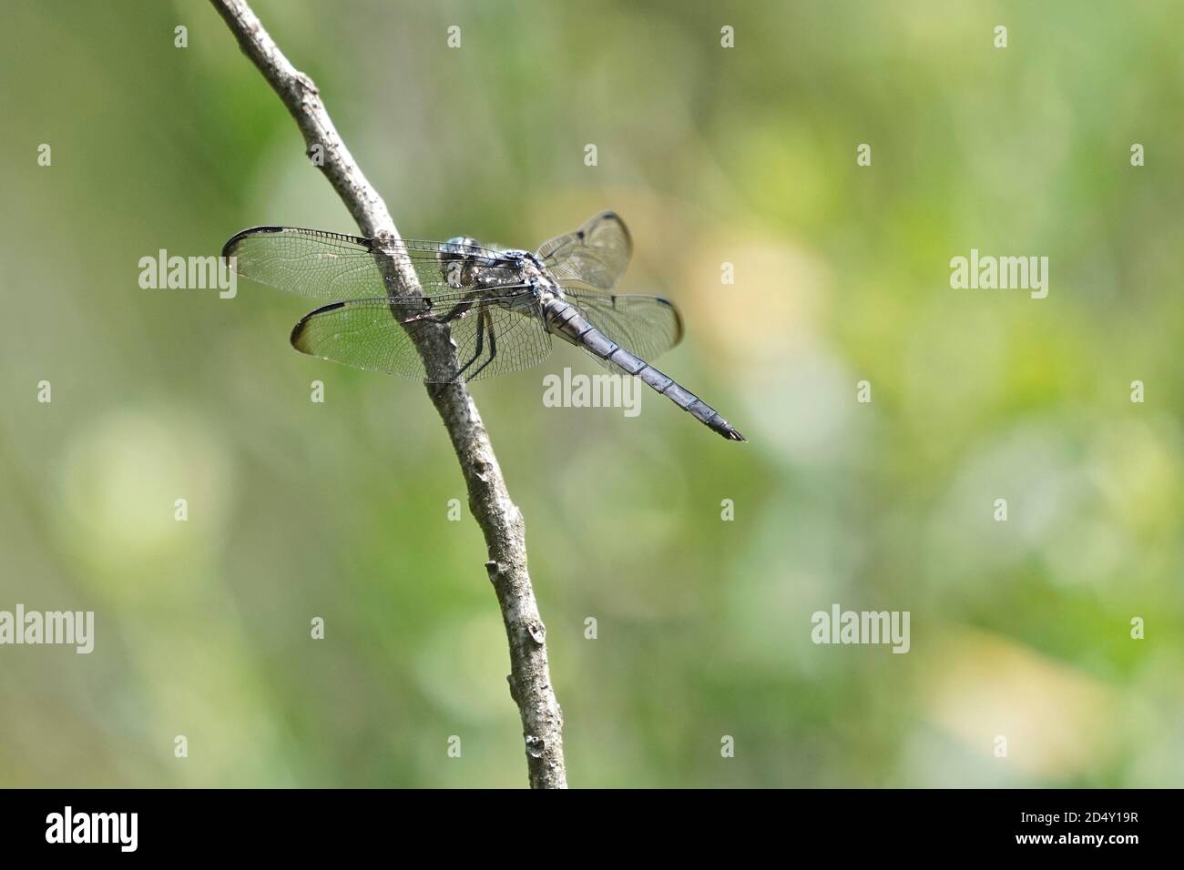 Libelle auf einem Pflanzenstamm. Stockfoto