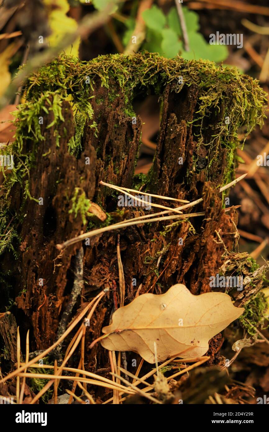 Grünes Moos auf einem alten verfallenen Stück Holz in Ein Wald Stockfoto