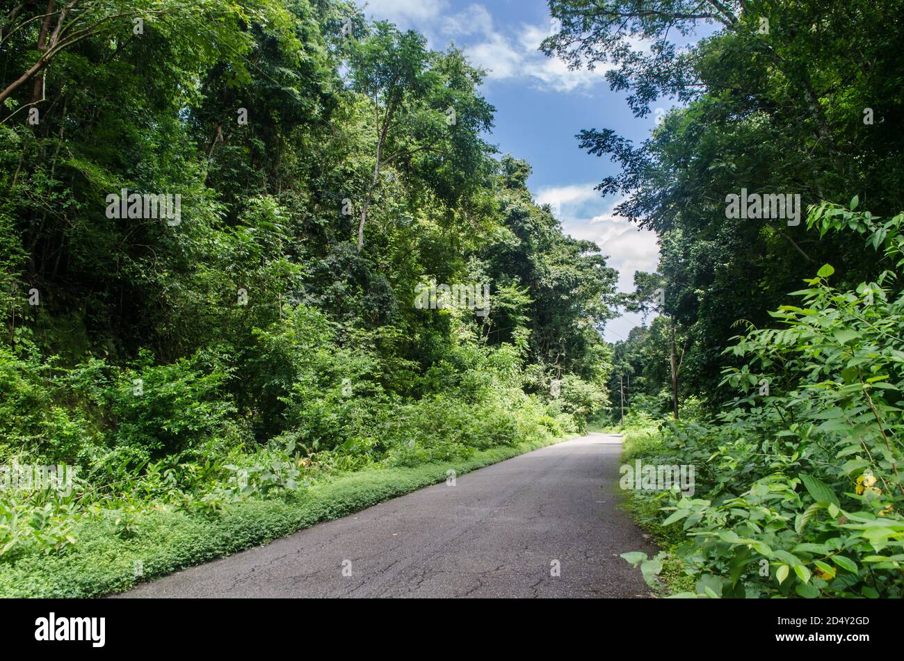Waldstraße schlängelt sich durch üppiges Laub im Nationalpark San Lorenzo, einem Naturschutzgebiet in der Provinz Colón in Panama. Stockfoto