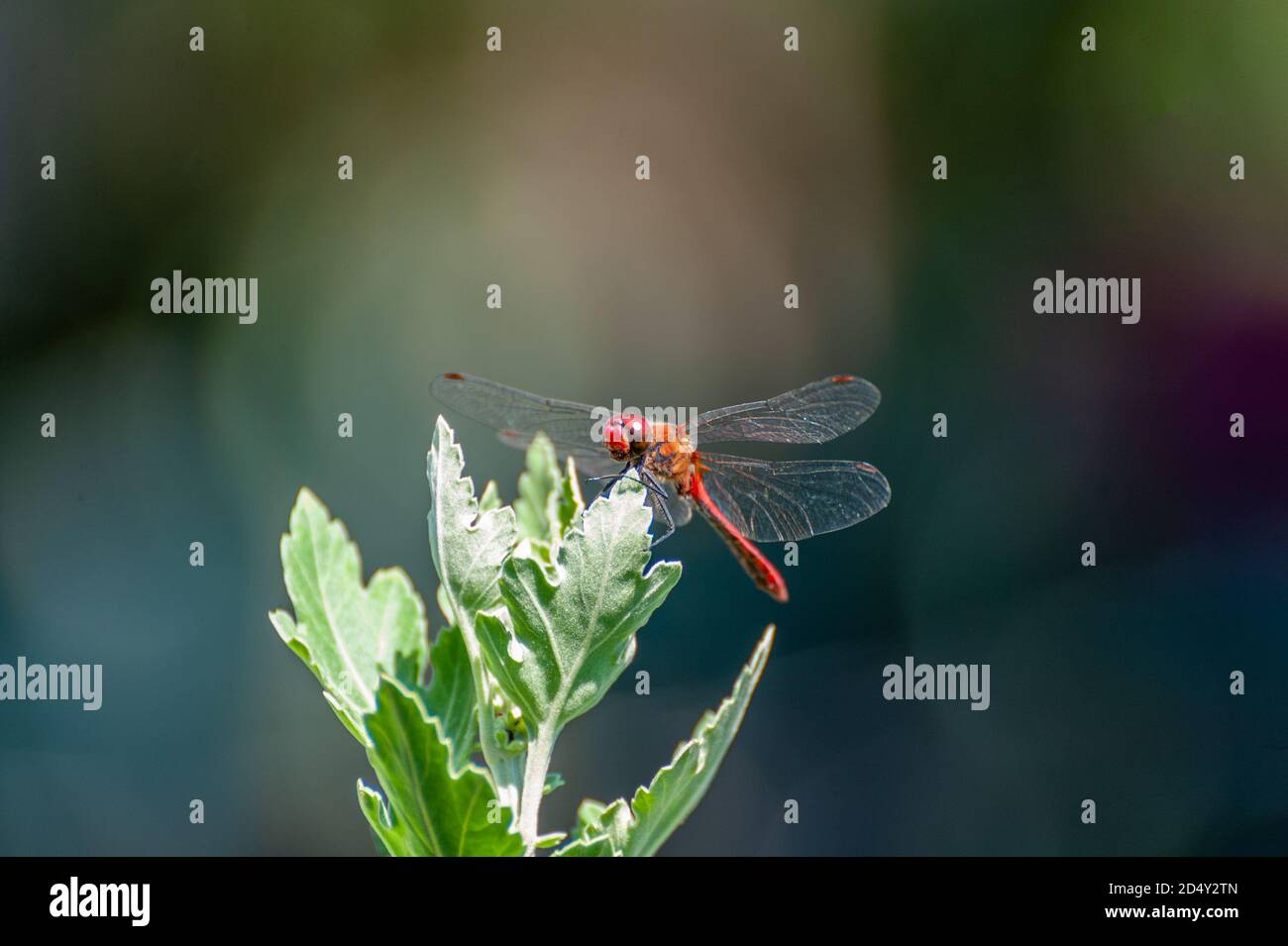 Schöne Libelle (Sympetrum sanguineum) auf einem spitzen Ast sitzend Stockfoto