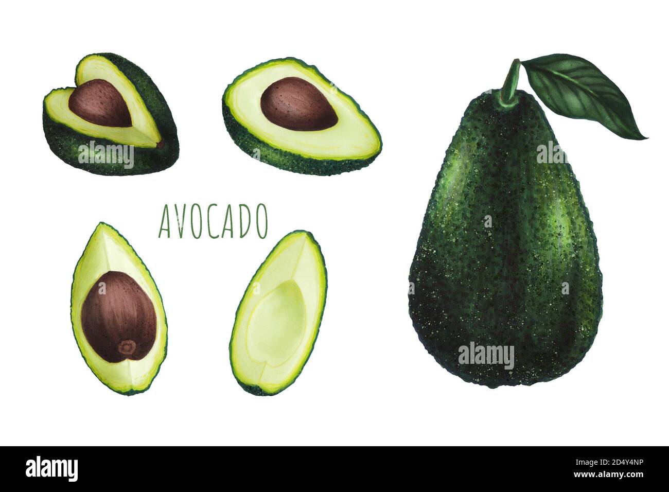 Set von Avocado mit Blatt isoliert auf weißem Hintergrund. Keto Diät Handzeichnung. Bio-Lebensmittel. Gesunde Ernährung Konzept, Paleo Produkte, Label, Banner Stockfoto