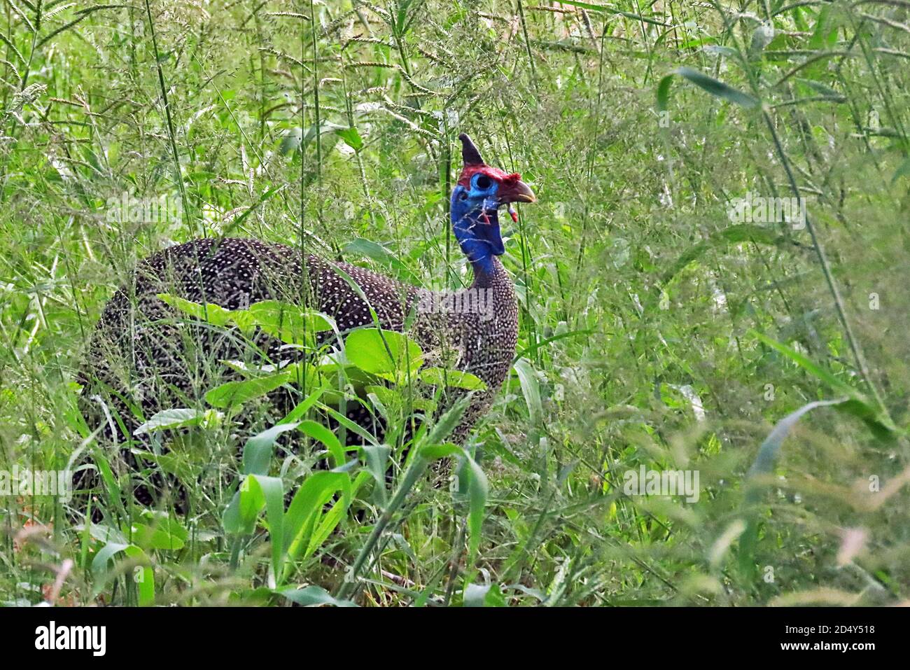 Guineafowl mit Helm (Numida meleagris) im hohen Gras der Regenzeit im Okonjima Nature Reserve, Erongo Region, Namibia Stockfoto