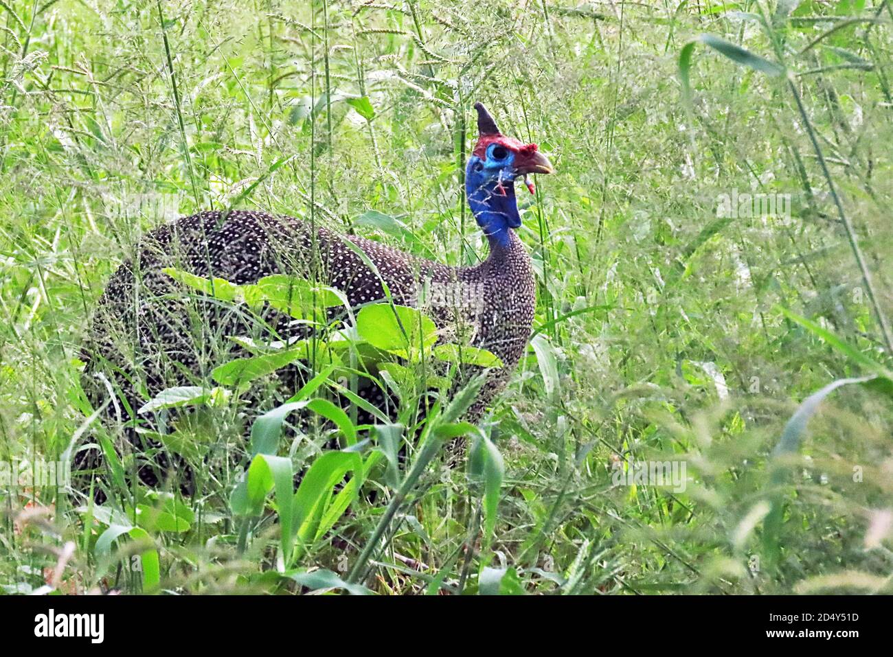 Guineafowl mit Helm (Numida meleagris) im hohen Gras der Regenzeit im Okonjima Nature Reserve, Erongo Region, Namibia Stockfoto